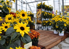 Sunfinity Sunflowers of Syngenta. More on this variety later on FloralDaily.com